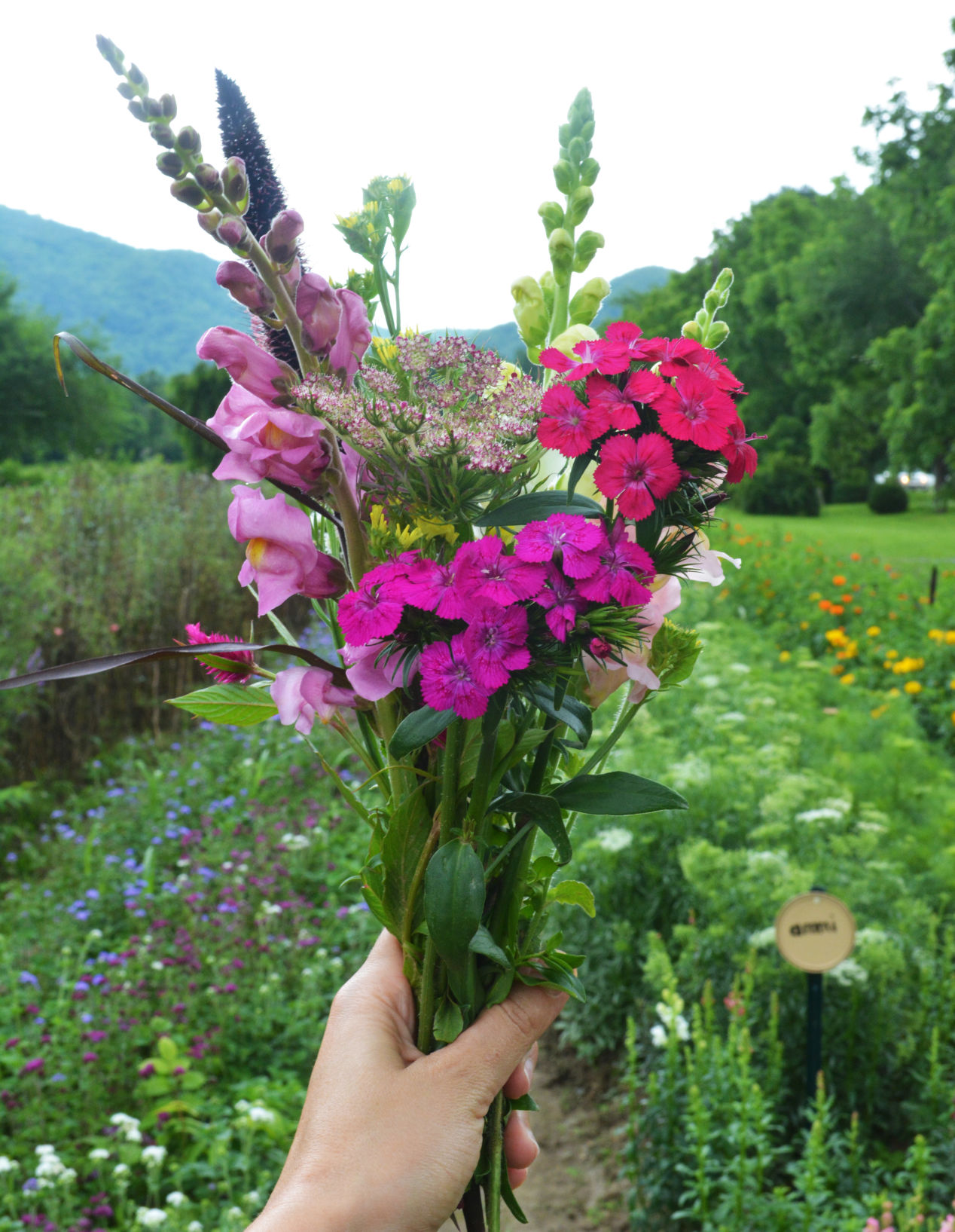 Pick Your Own Flowers at Flying Cloud Farm - Fay Grant.JPG